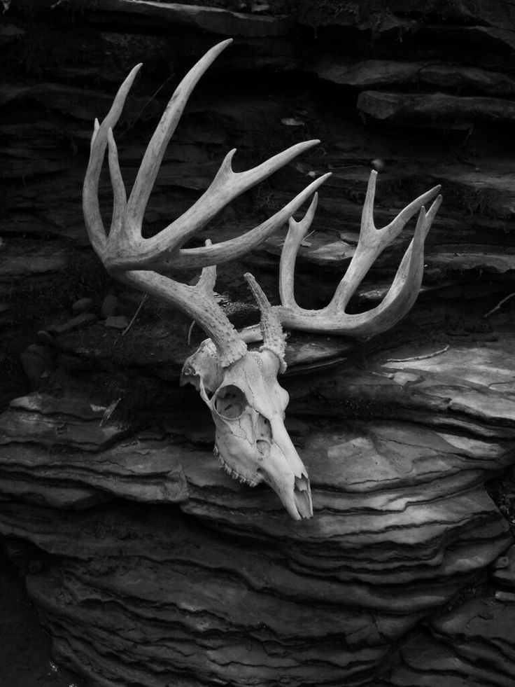 a deer's skull with antlers resting on a rock wall in black and white