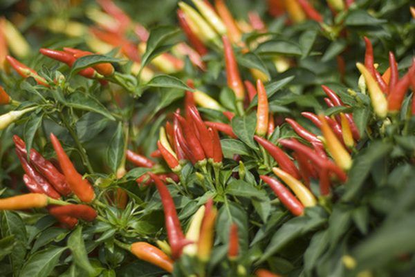 red and yellow peppers growing on green leaves