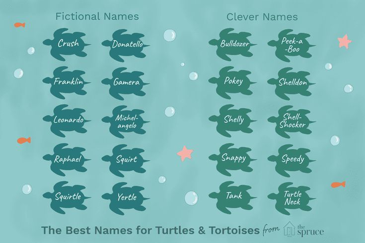 the best names for turtles and tortoises from different places in the world,