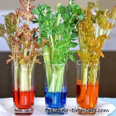 three glasses filled with different colored liquids and plants in them, sitting on a table