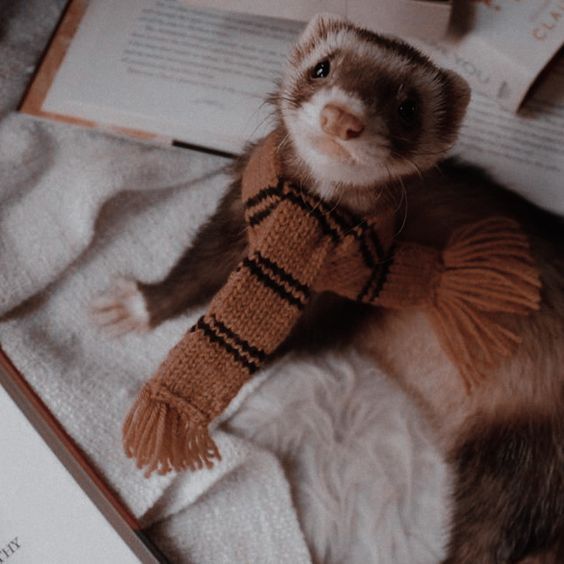 a ferret wearing a scarf sitting on top of a bed next to an open book