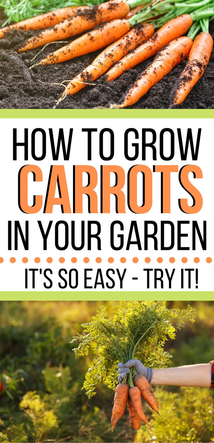 how to grow carrots in your garden it's so easy and try it