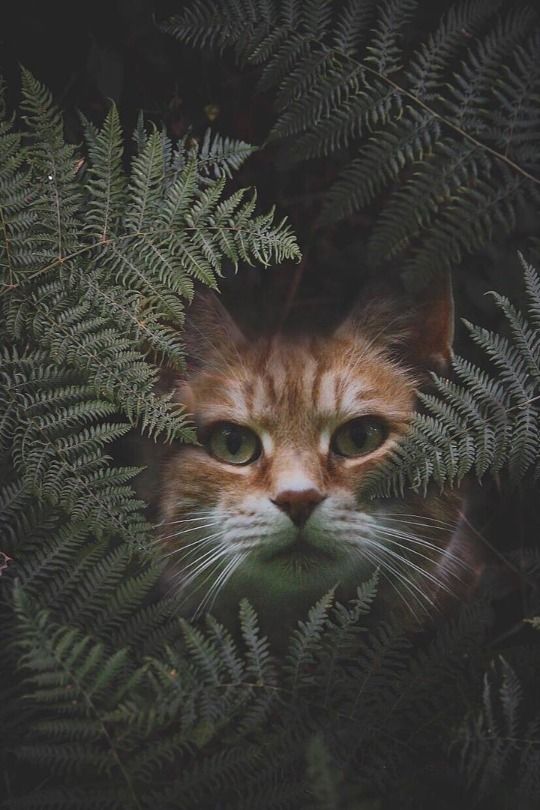 an orange and white cat peeking out from behind some green leaves