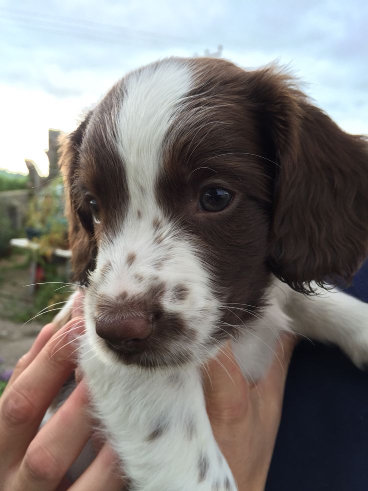 a brown and white puppy is being held by someone