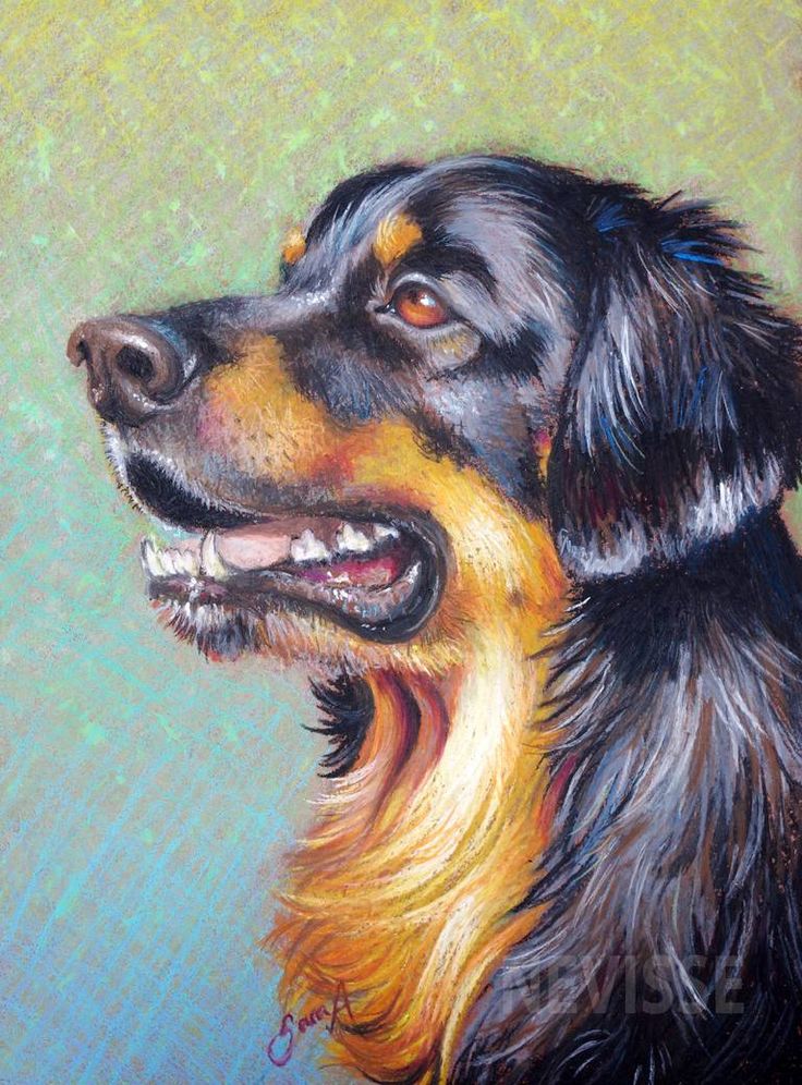 a painting of a black and brown dog with his tongue out looking up at something