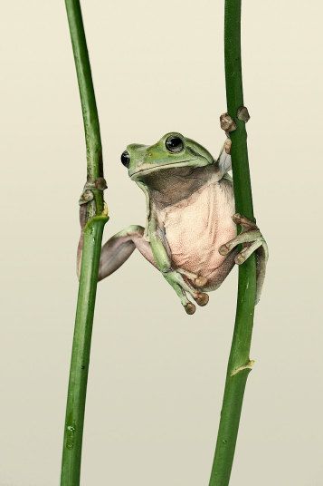 a frog sitting on top of a green plant