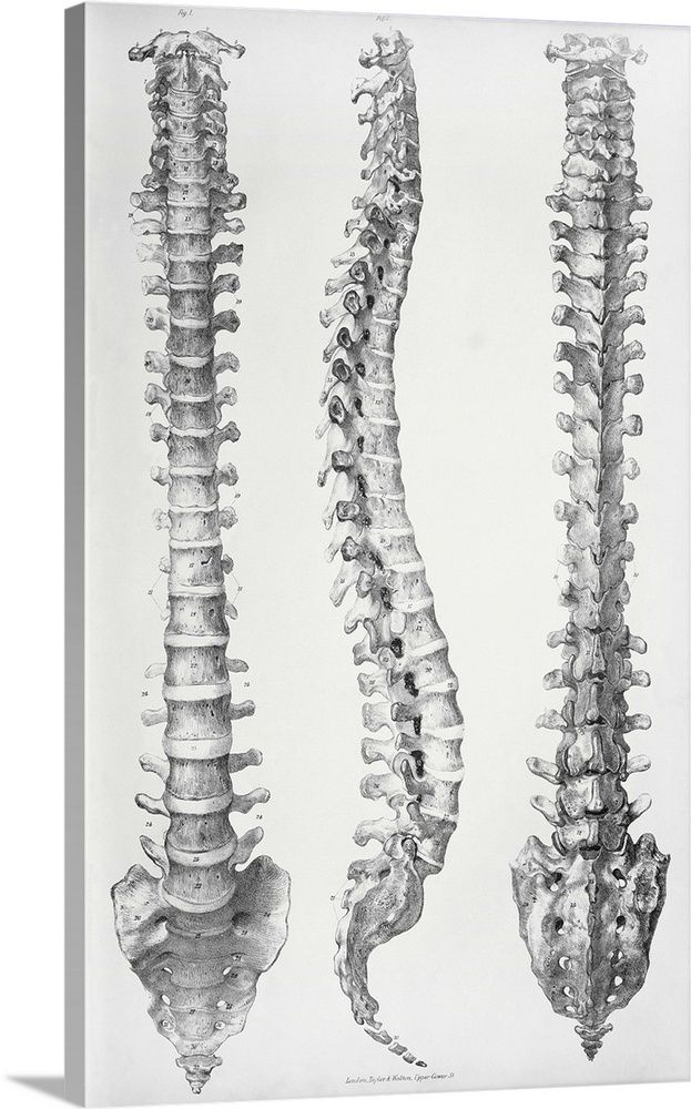 three different views of the back and side of a human skeleton