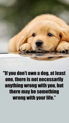 a brown dog laying on top of a table next to a quote from the book if you don't own a dog, at least one, there is not necessary