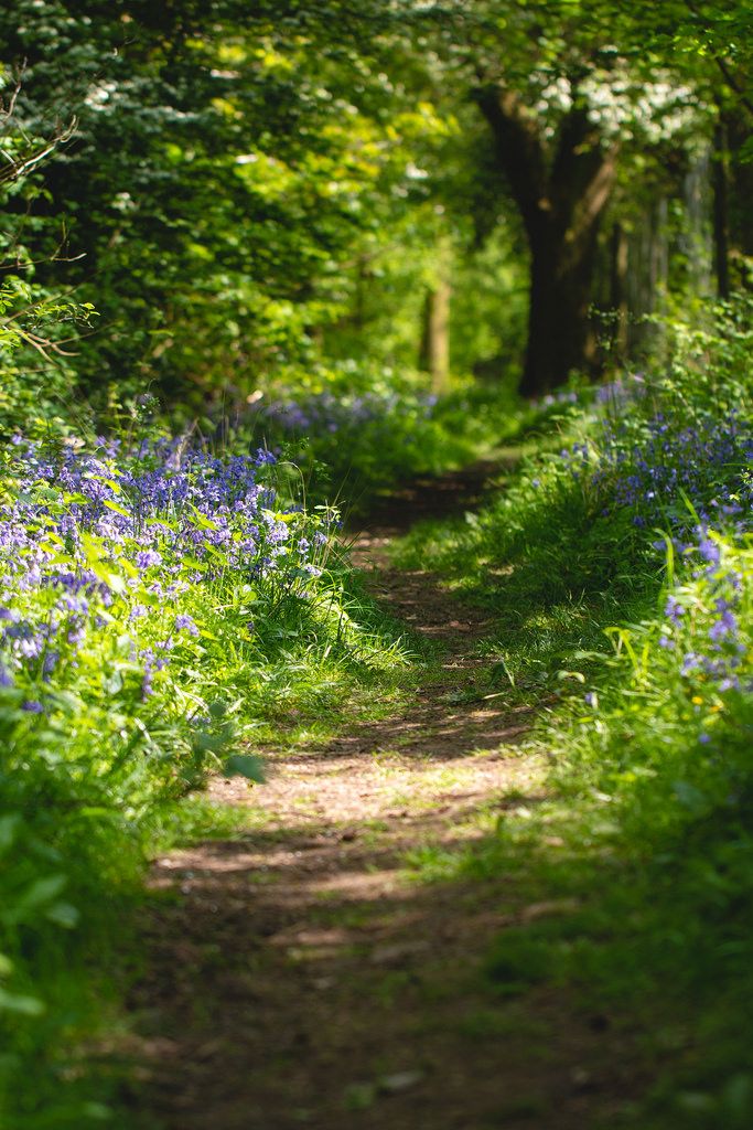 a dirt path surrounded by bluebells and trees