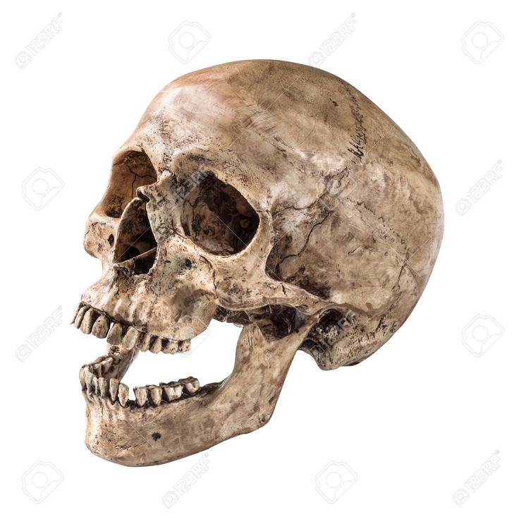 a human skull is shown against a white background with clippings to the side