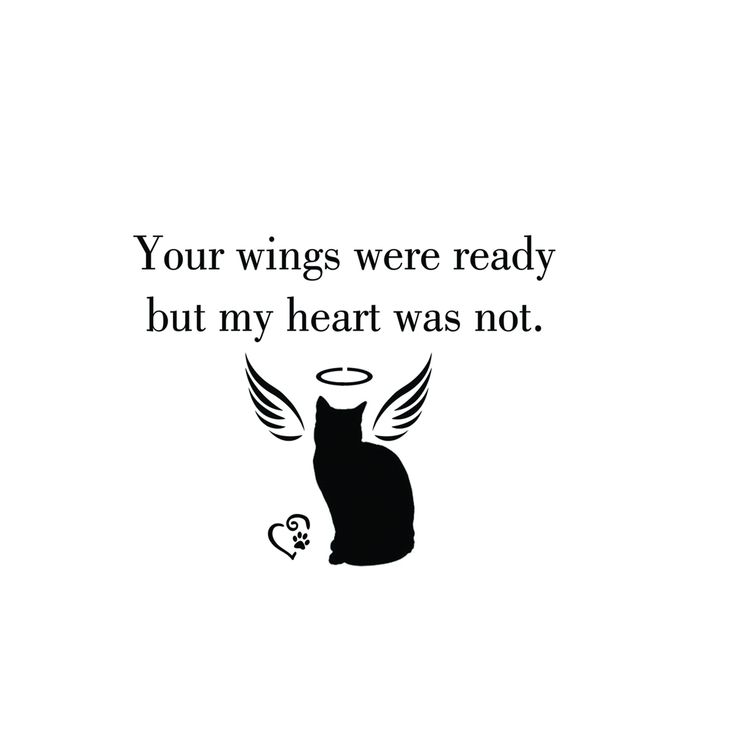 a black and white cat with wings on it's back saying, your wings were ready but my heart was not