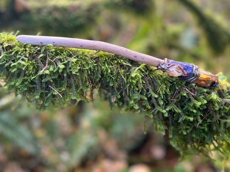 a bug crawling on top of a moss covered branch