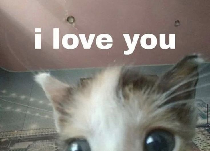 a close up of a cat with the words i love you in front of it