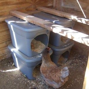 a chicken is standing next to a toilet in a coop with its door open and it's head sticking out