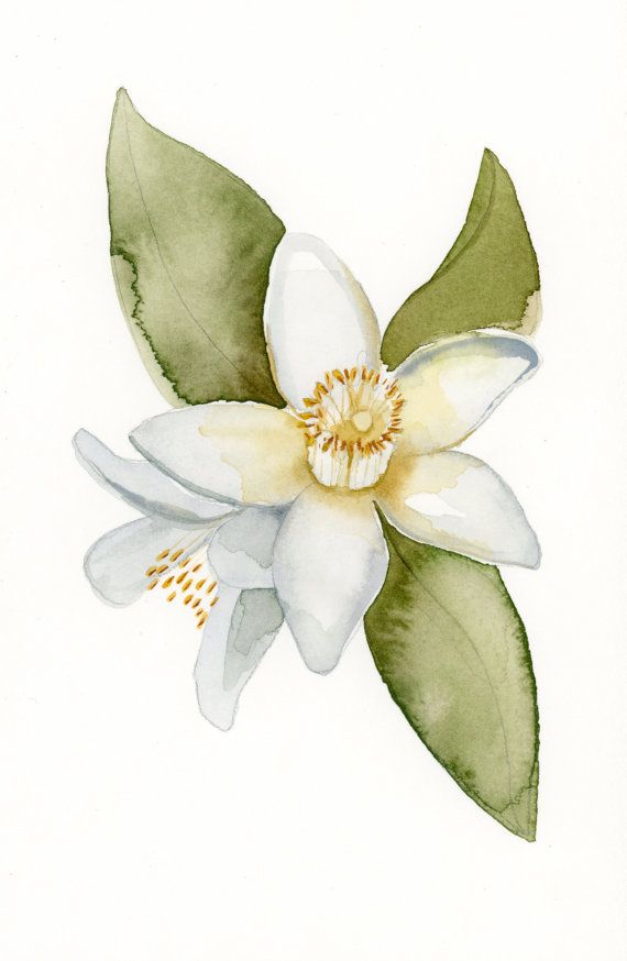 a watercolor painting of a white flower with green leaves