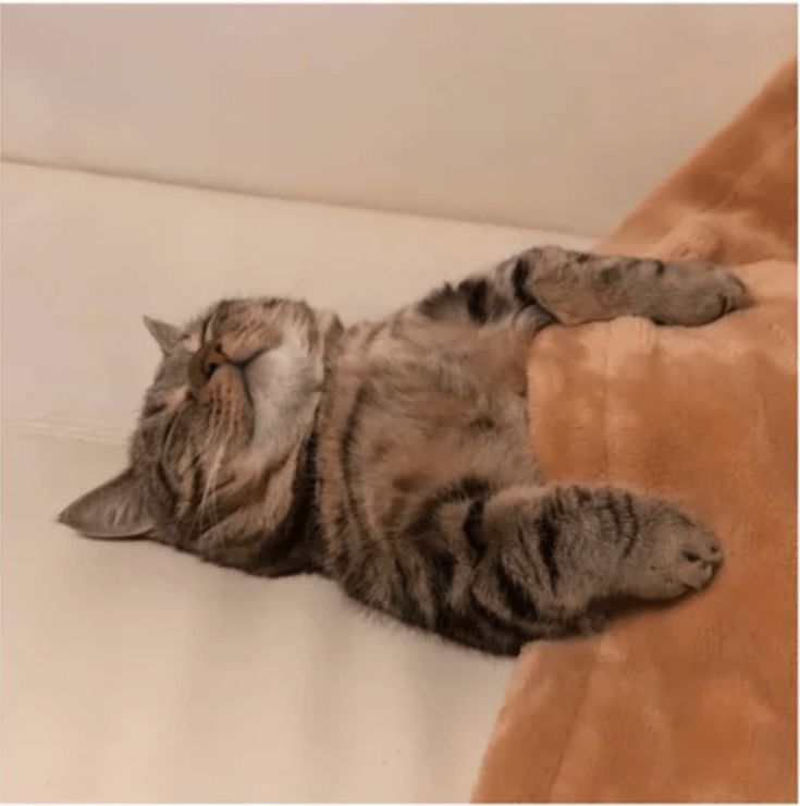 a cat laying on it's back on top of a couch