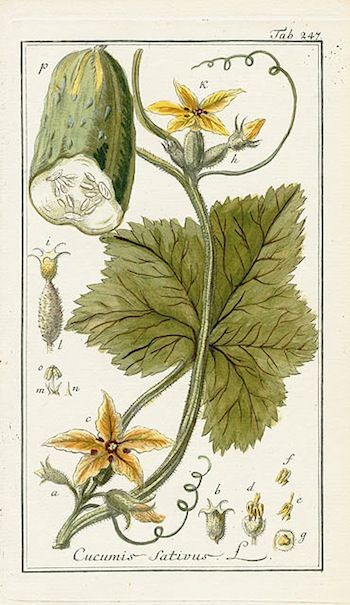 Cucumber - date unknown Botanical Printables, Plate Drawing, Herb Prints, Childrens Gardening, Fruits Photos, Antique Botanical Print, Engraving Illustration, Illustration Botanique, Art Deco Posters