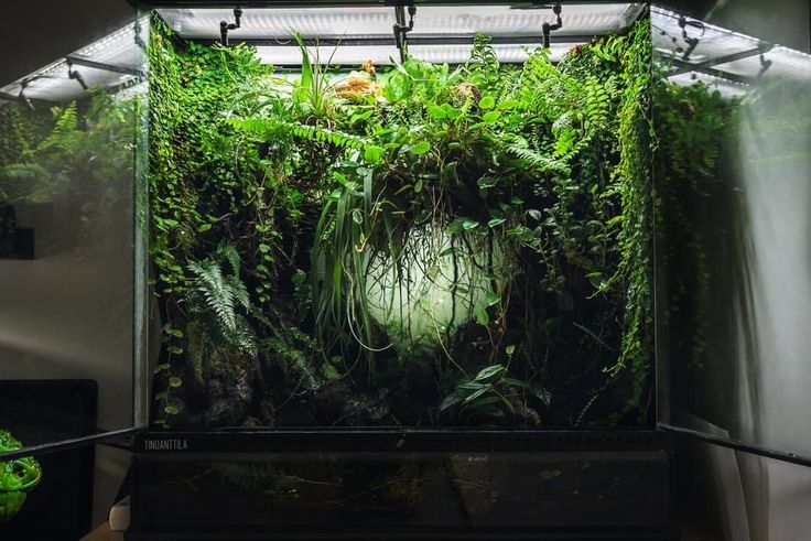 a large green plant growing inside of a glass container