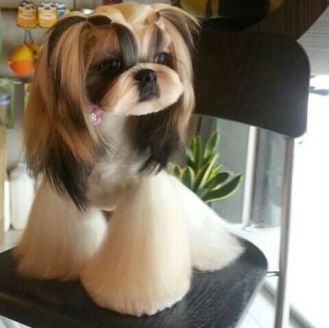 a brown and white dog sitting on top of a black chair