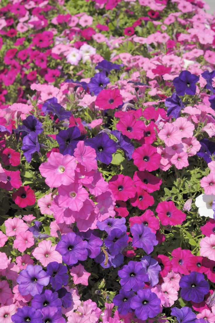 purple and pink flowers are growing in the ground