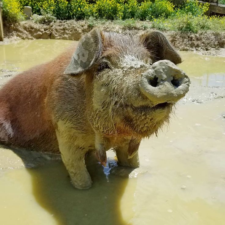 a pig standing in the mud with its mouth open and it's eyes closed