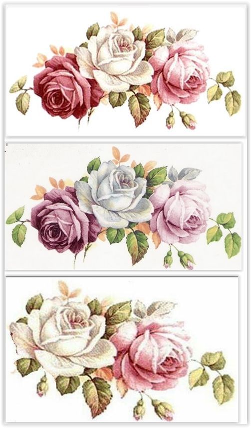 three different types of roses on white paper with green leaves and pink flowers in the middle