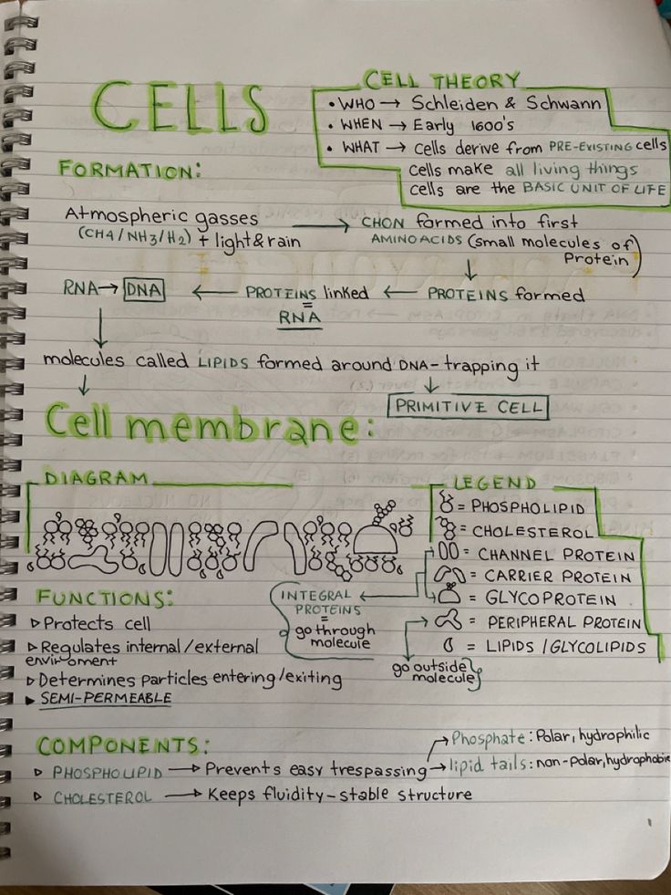 a notebook with some writing on it and an image of cell membranes written in green