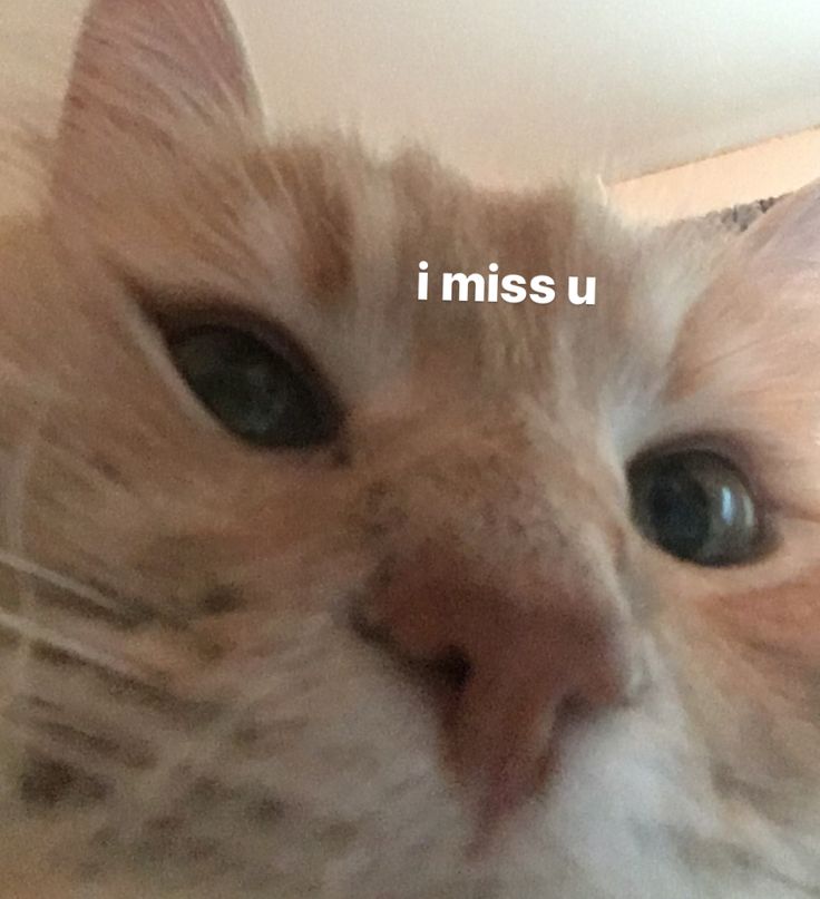 a close up of a cat's face with the words i miss u on it