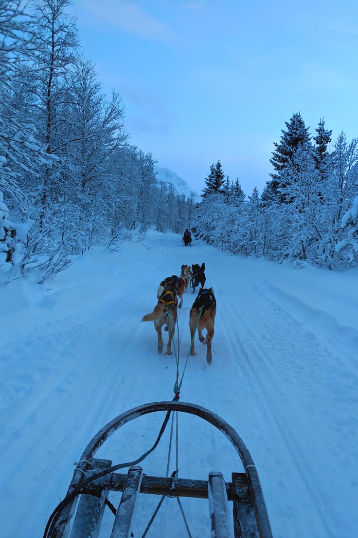 two dogs pulling a sled down a snow covered road in the woods at dusk