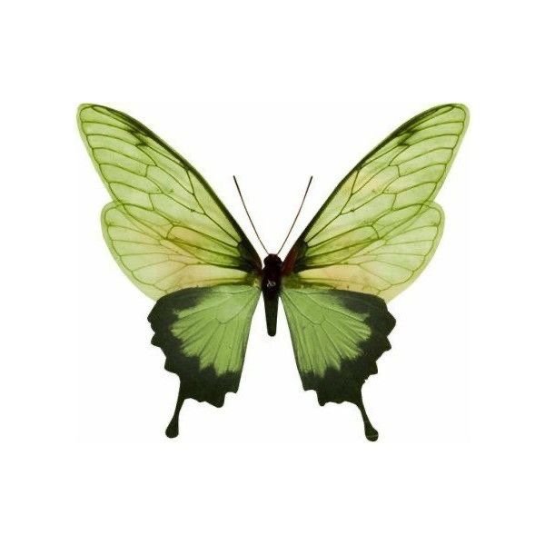 a green and yellow butterfly flying in the air with its wings spread out to reveal it's shadow