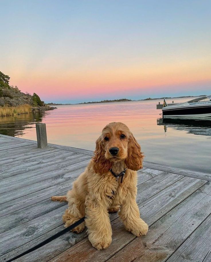 a brown dog sitting on top of a wooden dock