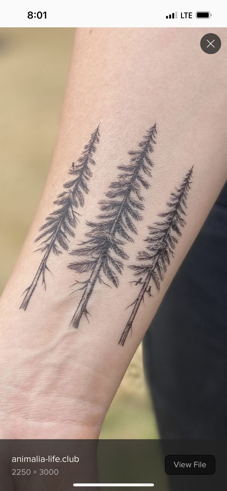 an arm tattoo with pine trees on it