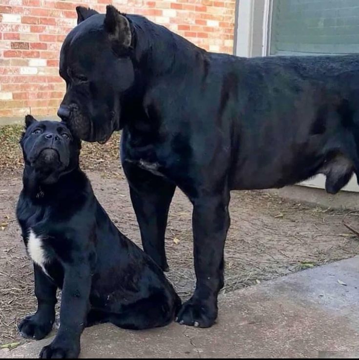 two large black dogs sitting next to each other on the ground in front of a brick building