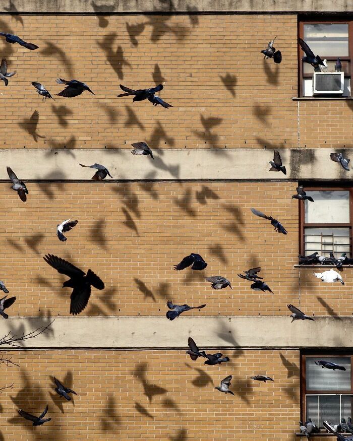 many birds are flying in front of a brick building