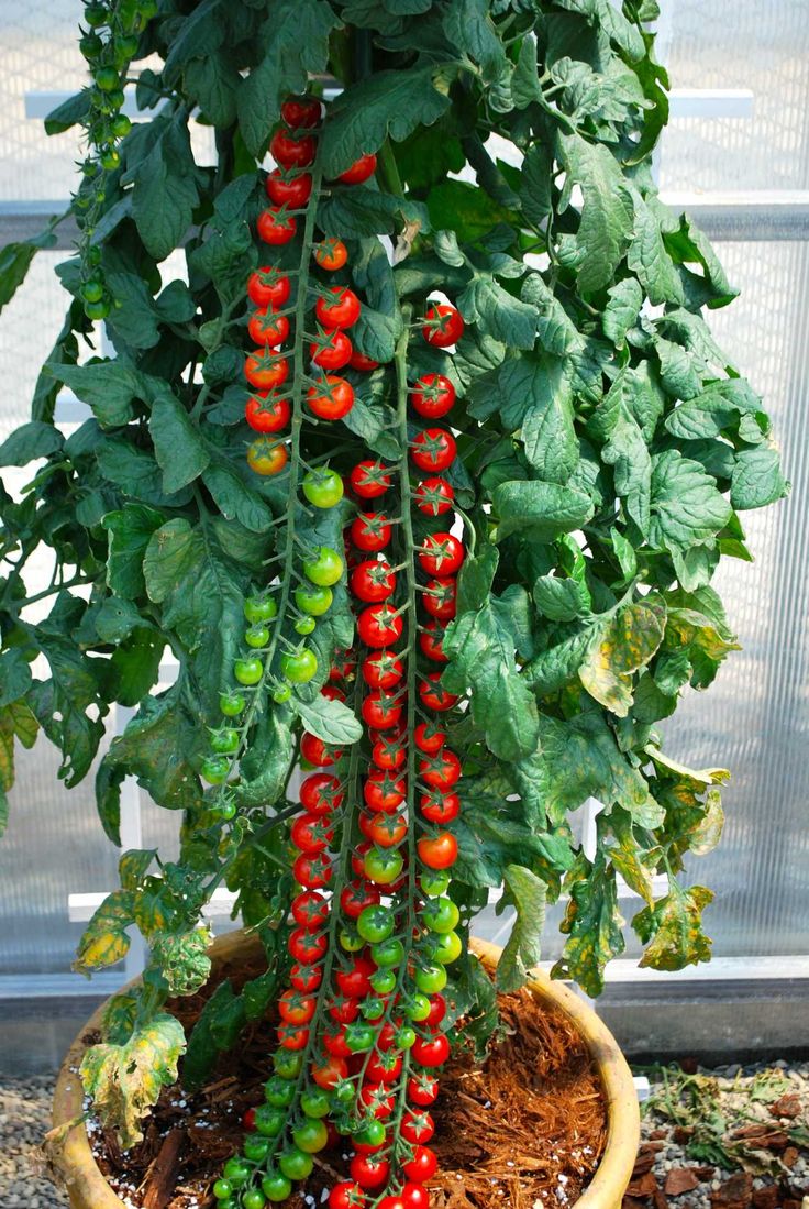 there is a plant with tomatoes growing on it and the words tomatoe raupze vermelho