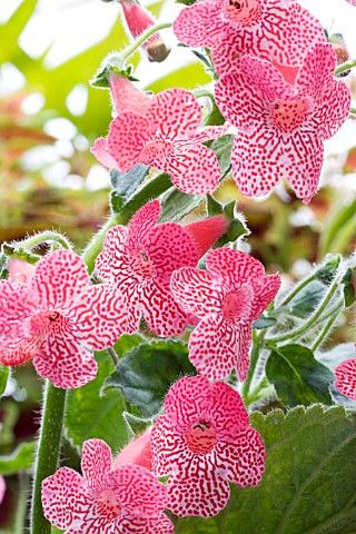 pink flowers with green leaves in the background