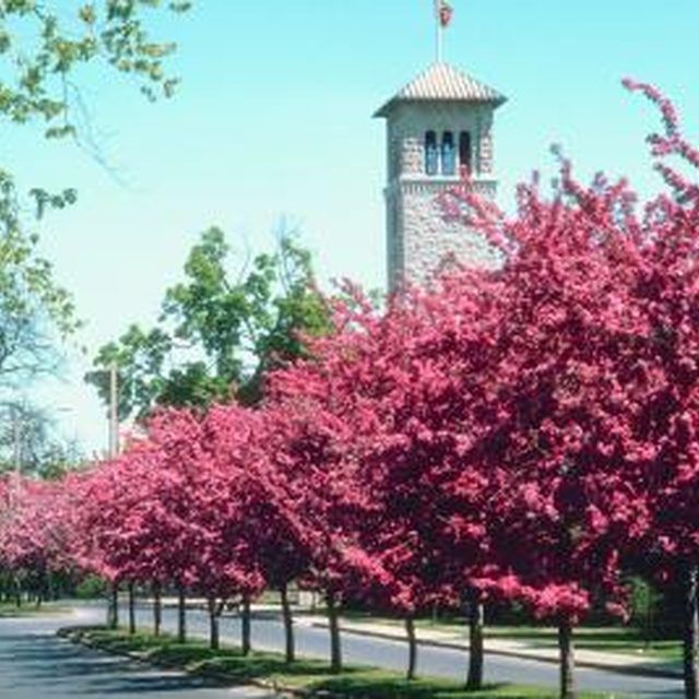 trees line the street in front of a clock tower with pink flowers on each side