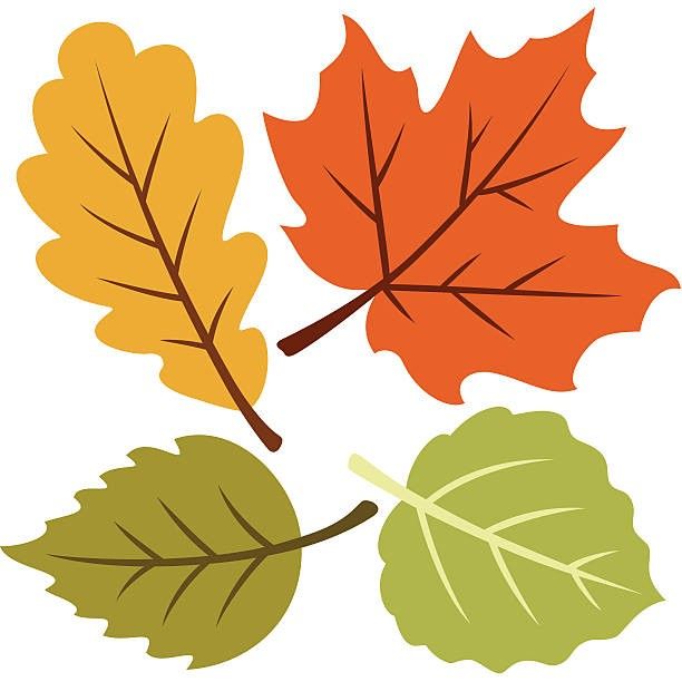 three autumn leaves on a white background - leaf stock illustrations, clip art, cartoons, & icons