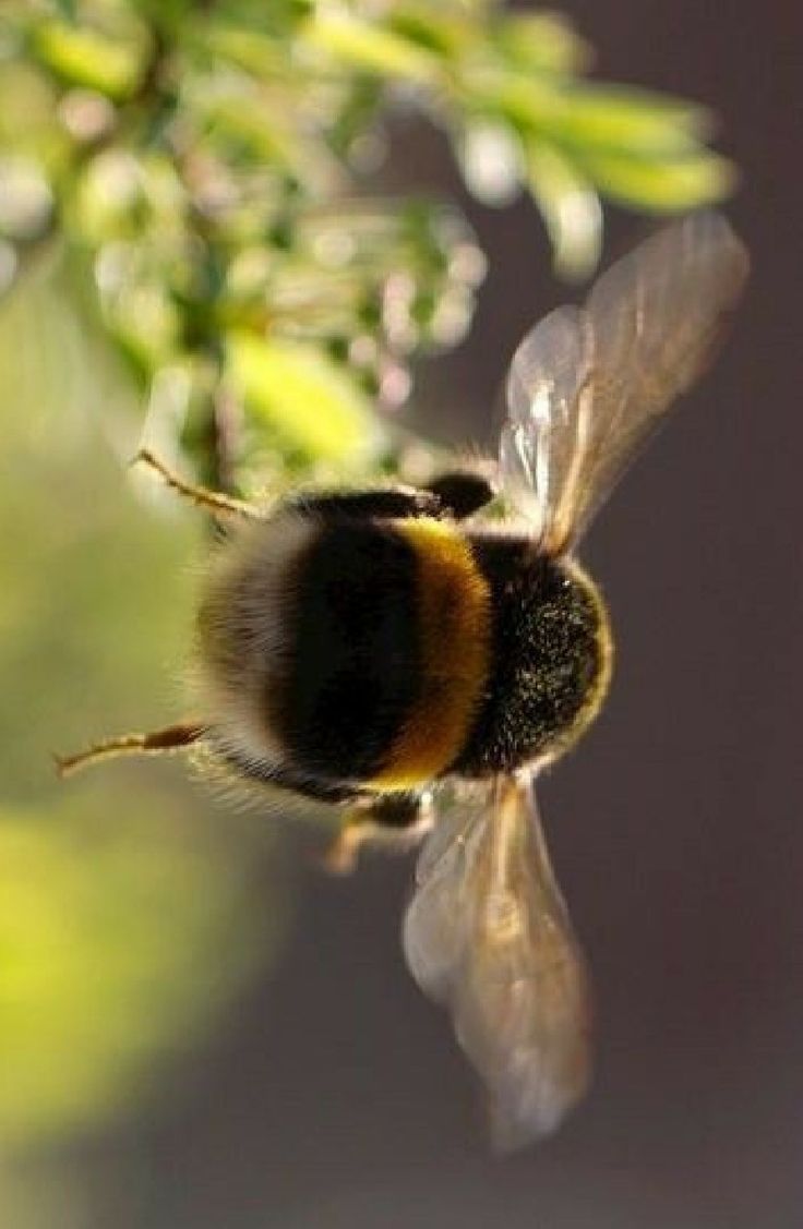 a close up of a bee on a plant