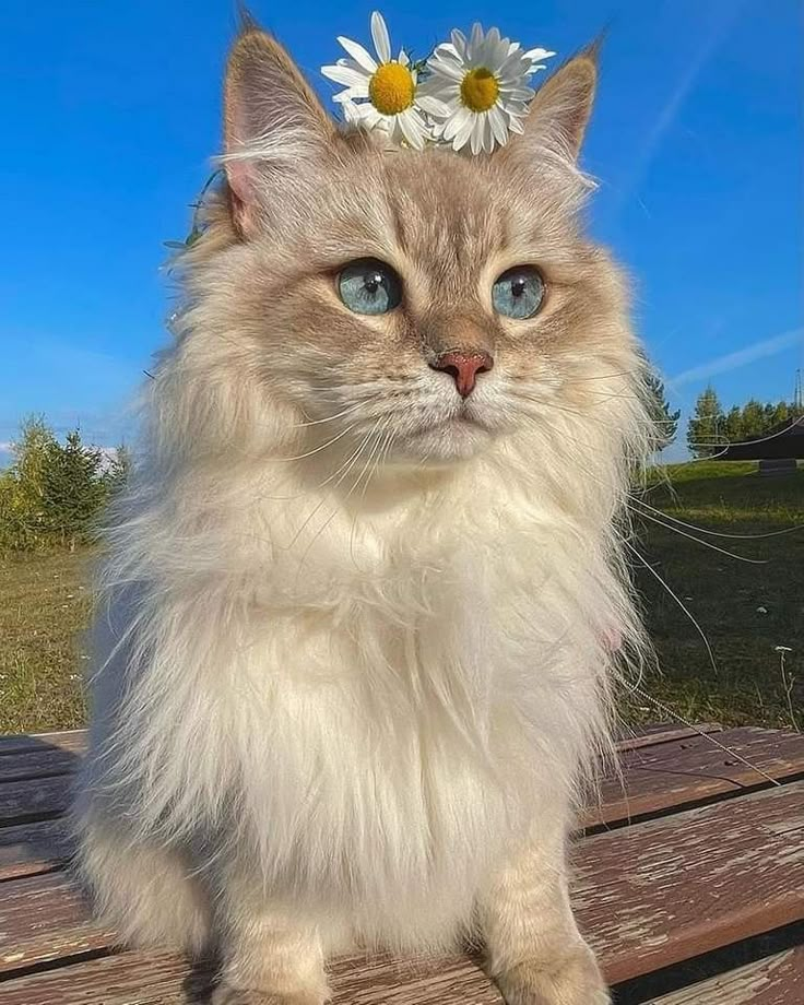 a cat sitting on top of a wooden bench with a flower in it's hair