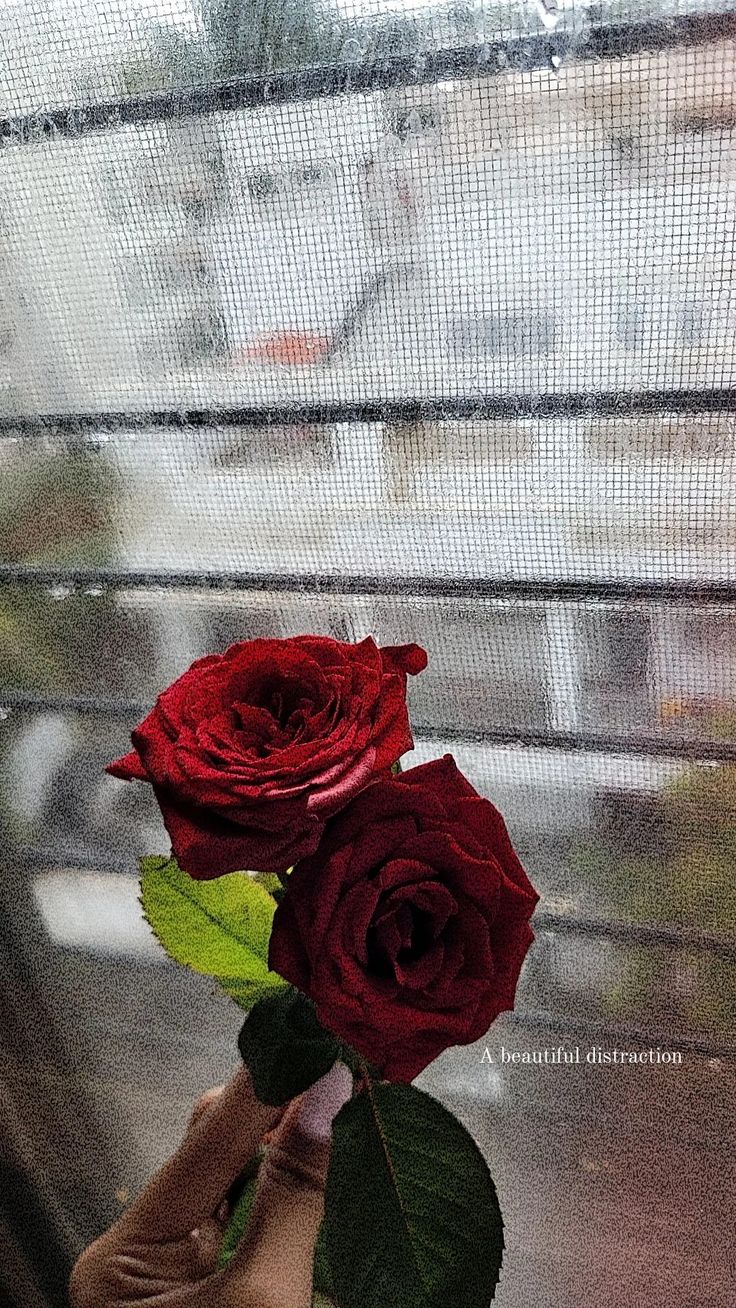 a person holding two roses in their hand near a window with rain drops on it