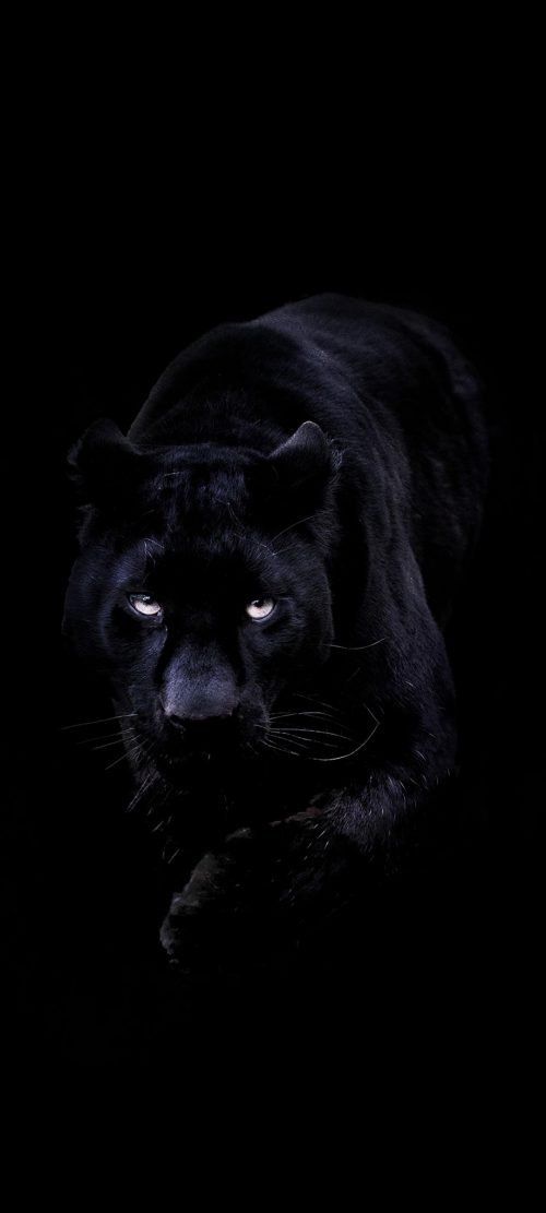 a black panther in the dark with its eyes wide open