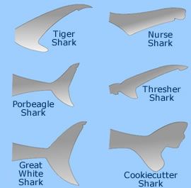 the different types of shark fins are shown