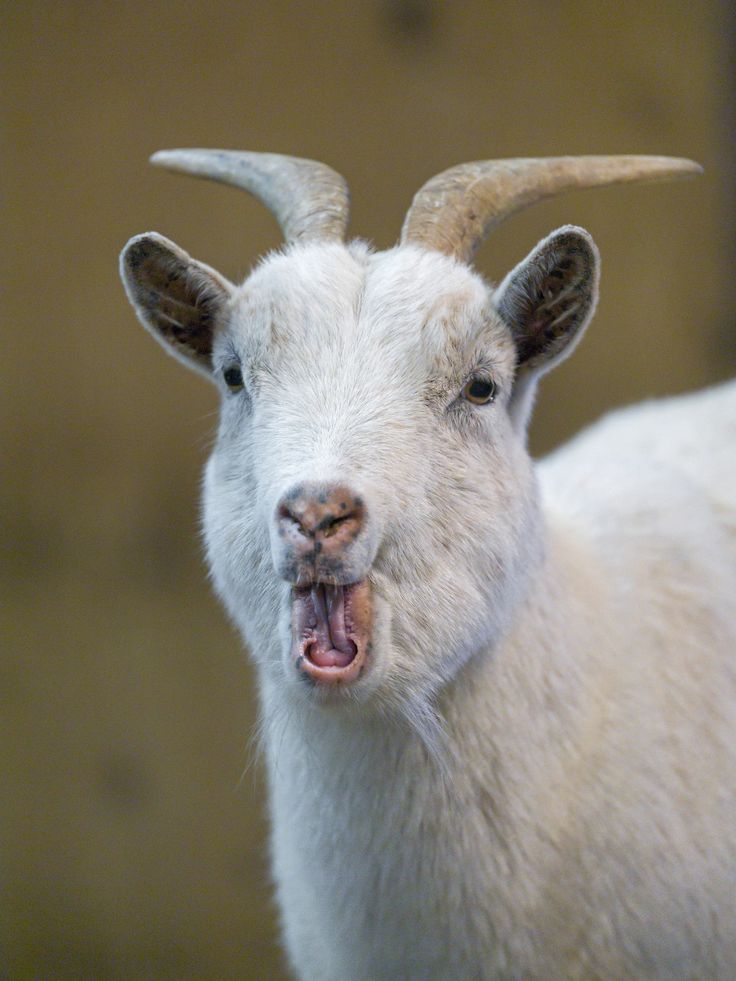 a close up of a goat with it's mouth open