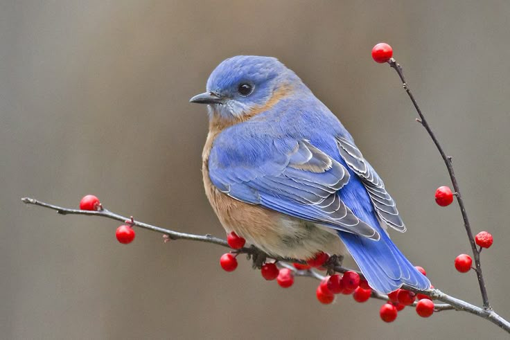 a blue bird sitting on top of a tree branch with berries hanging from it's branches