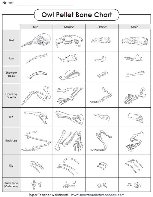 an animal's bones and their names are shown in this worksheet