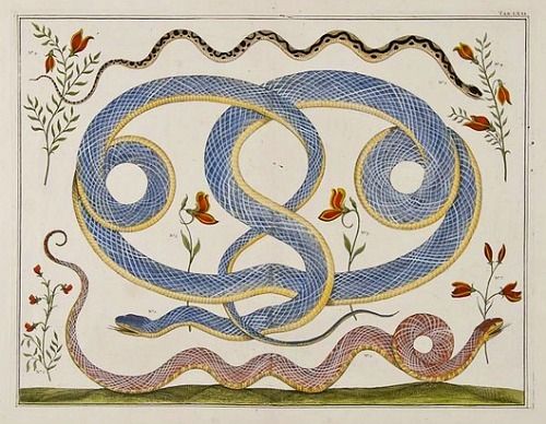 an image of a snake with flowers on it's head and two snakes in the middle