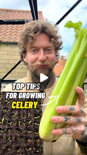 a man holding up a celery plant with the words top tips for growing celery