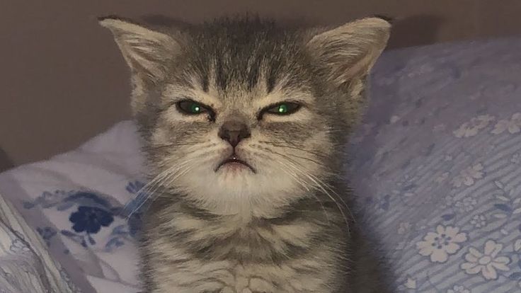 a grey and white cat sitting on top of a bed next to a blue comforter