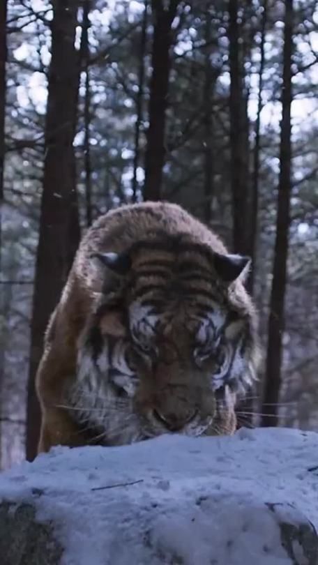 a large tiger walking across a snow covered forest